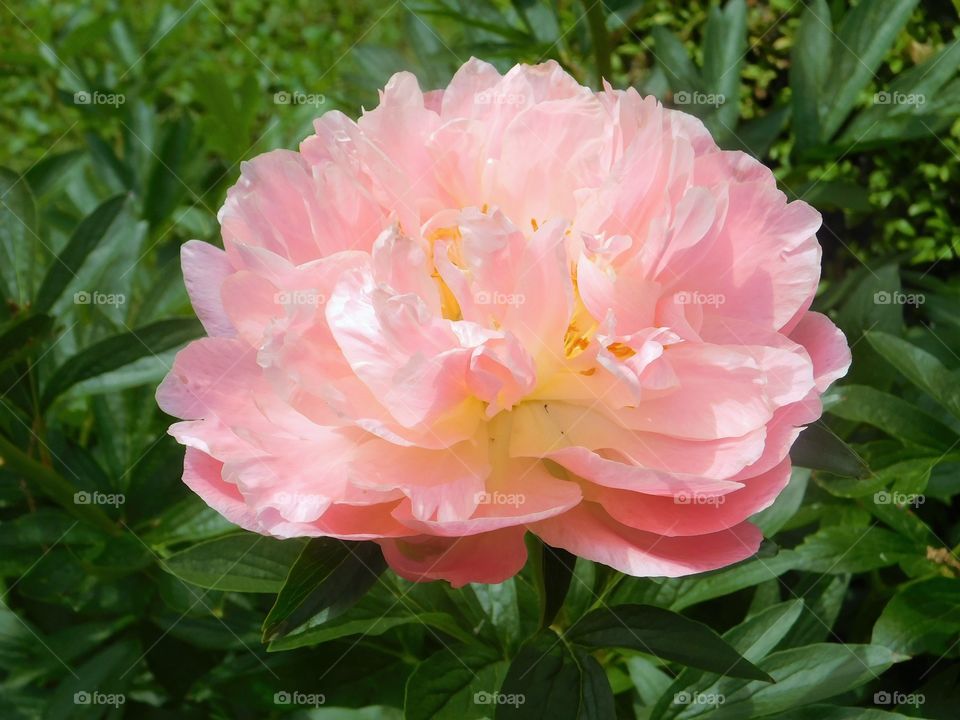 Pink peony in bloom