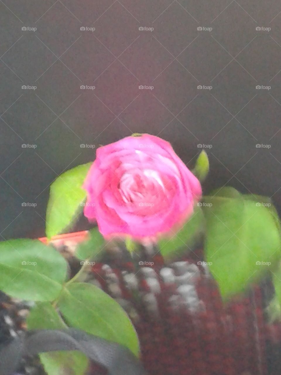 Rose 🌹 
Blurred 