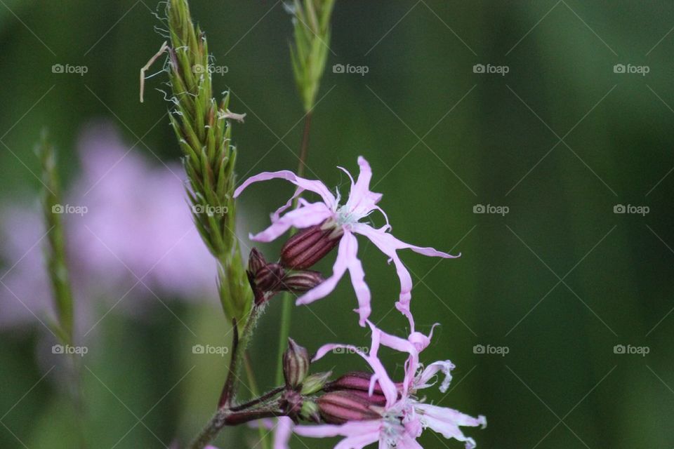 Wildflower, ragged robin 