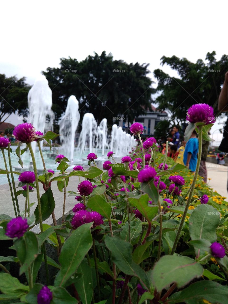 Beautiful flowers by the pool with a fountain