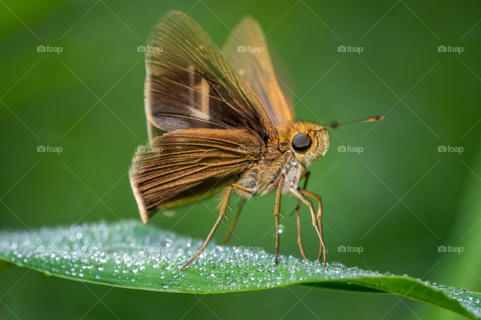 A Little Glassywing flutters upon a dew-covered blade of grass. 