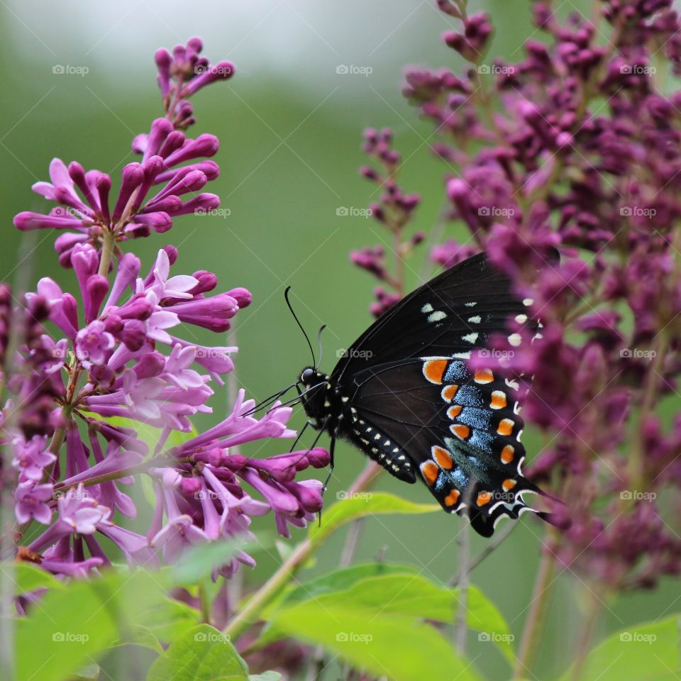butterfly and lilacs . our garden visitors