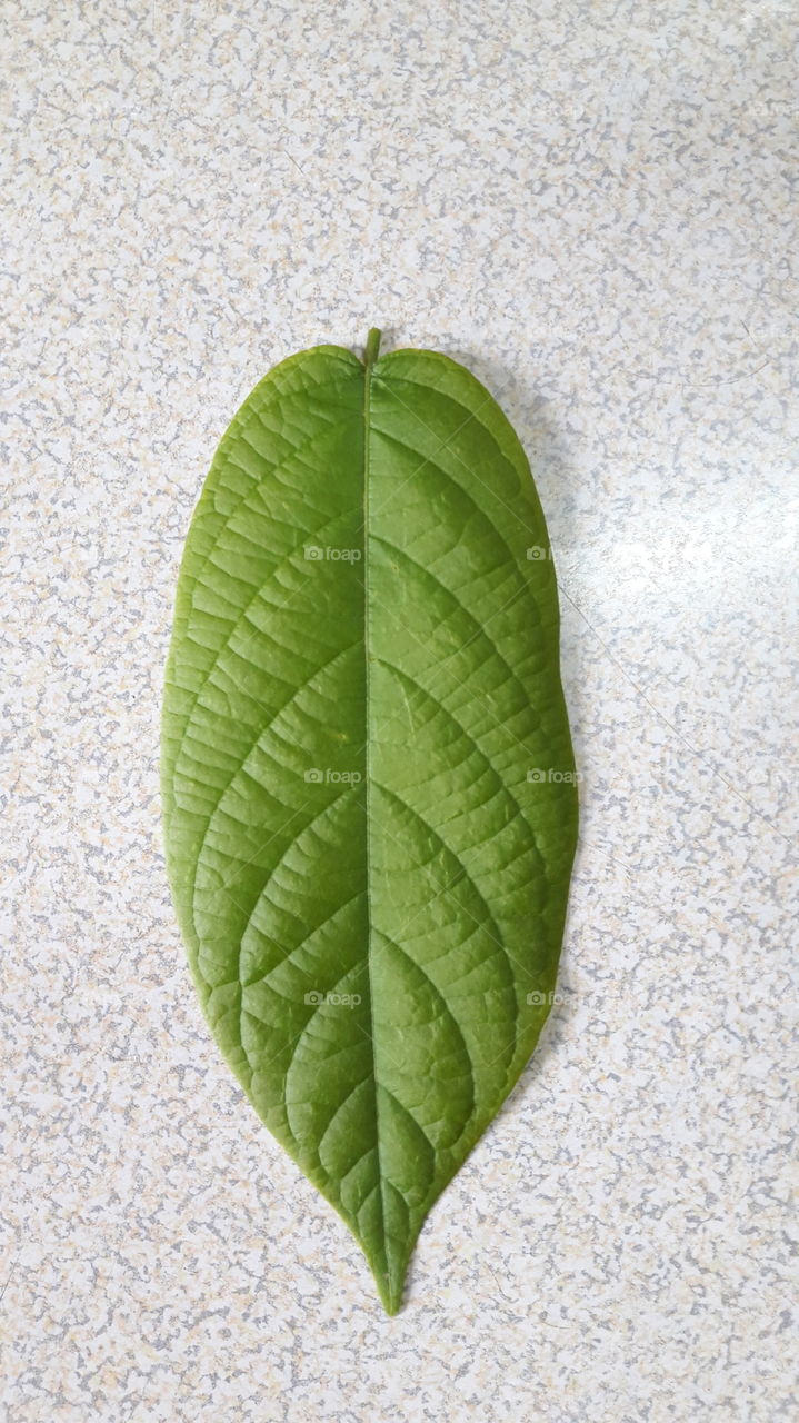 leaf