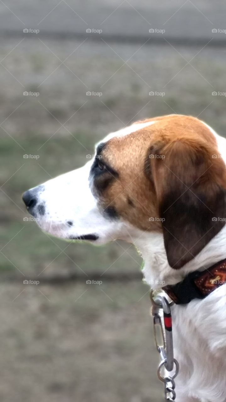 You ain't nothin but a hound dog