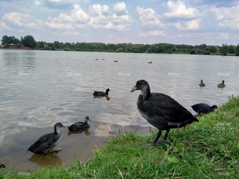 urban birds black 🖤 ducks family on a city lake shore