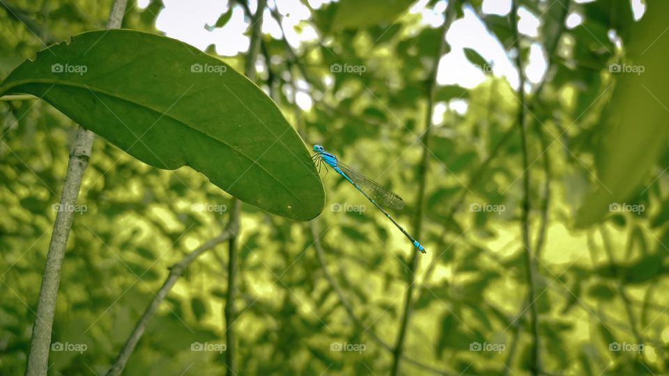 blue damselfly on a green leaf.