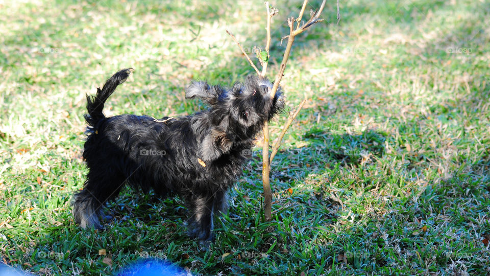 look I found a stick!