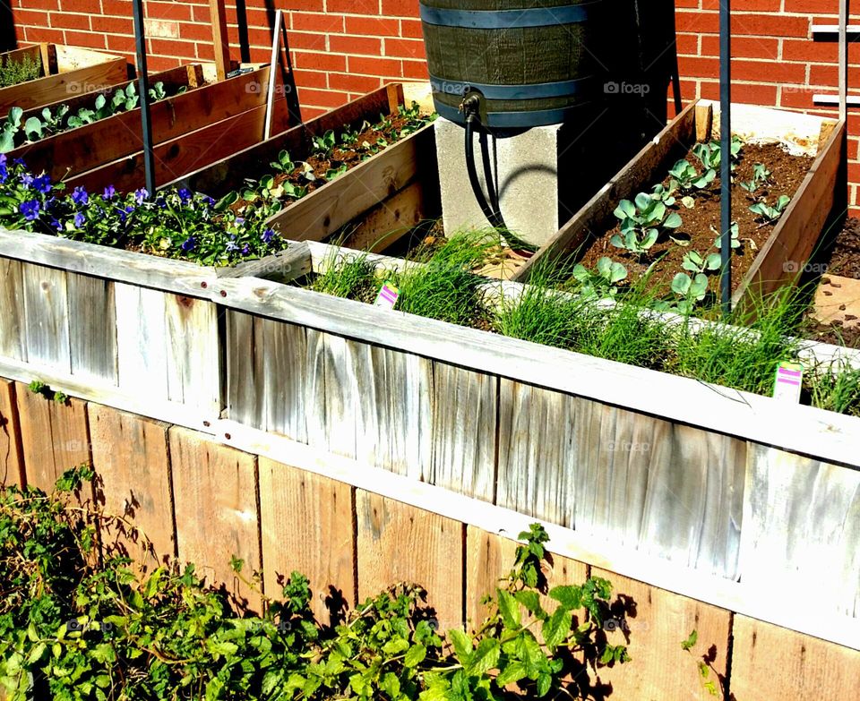 Urban Garden with Rain Barrel