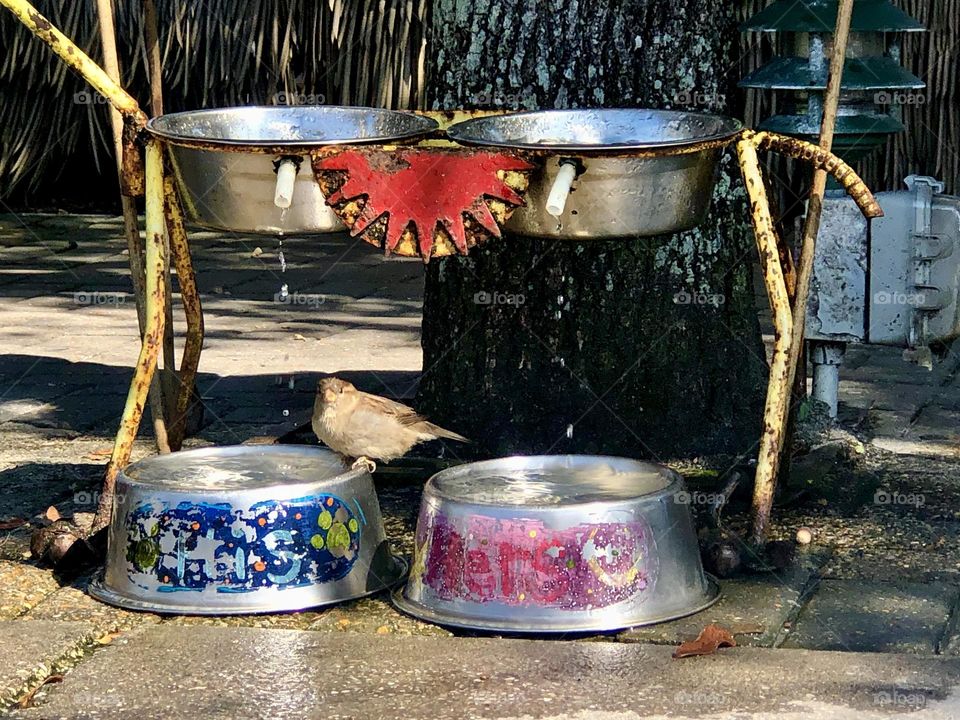 Tiny wild bird decides dog water bowls are also his drinking fountain