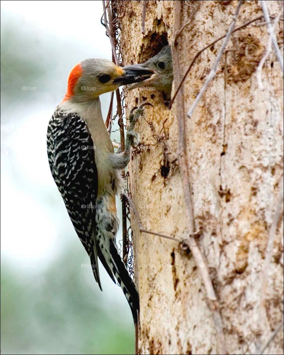 Beautiful Mother Woodpecker feeding her fluffy little chick in the nest hole.
