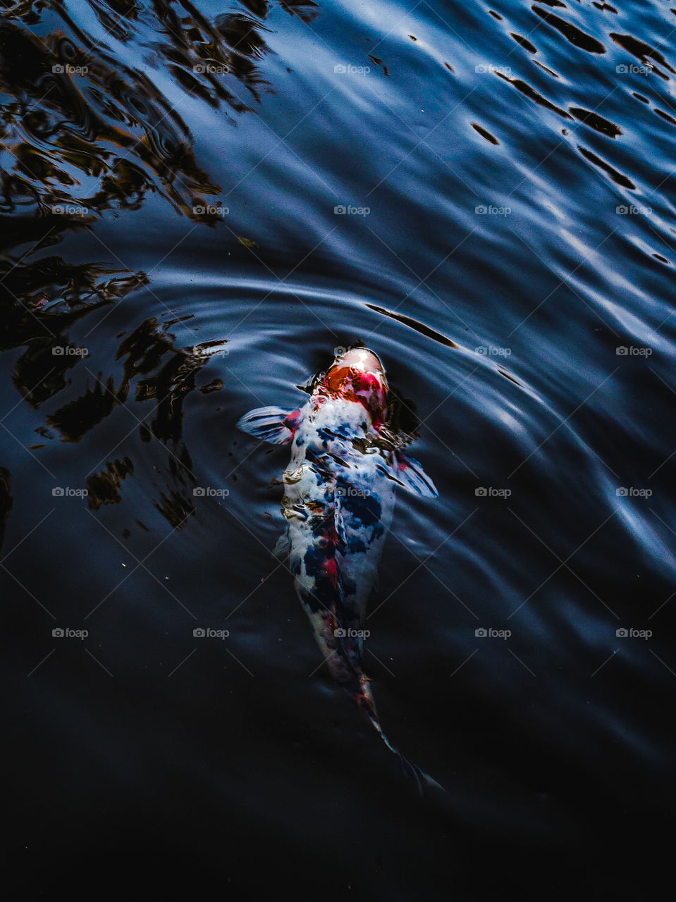 Koi Fish in a Blue lake, at the Mountains of São Francisco Xavier, Brazil.
Beautiful water waves of a calico koi fish. White an Orange Karp.