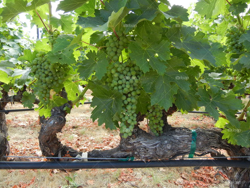 vineyard grapes