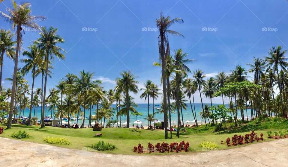 Coconut trees