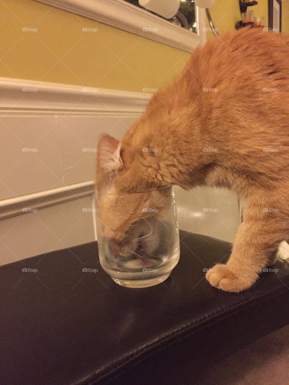 Cat in a glass