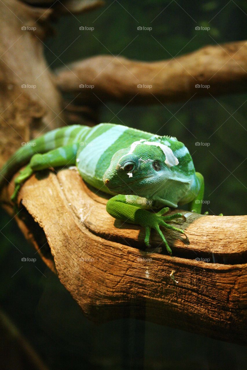 Iguana on a branch