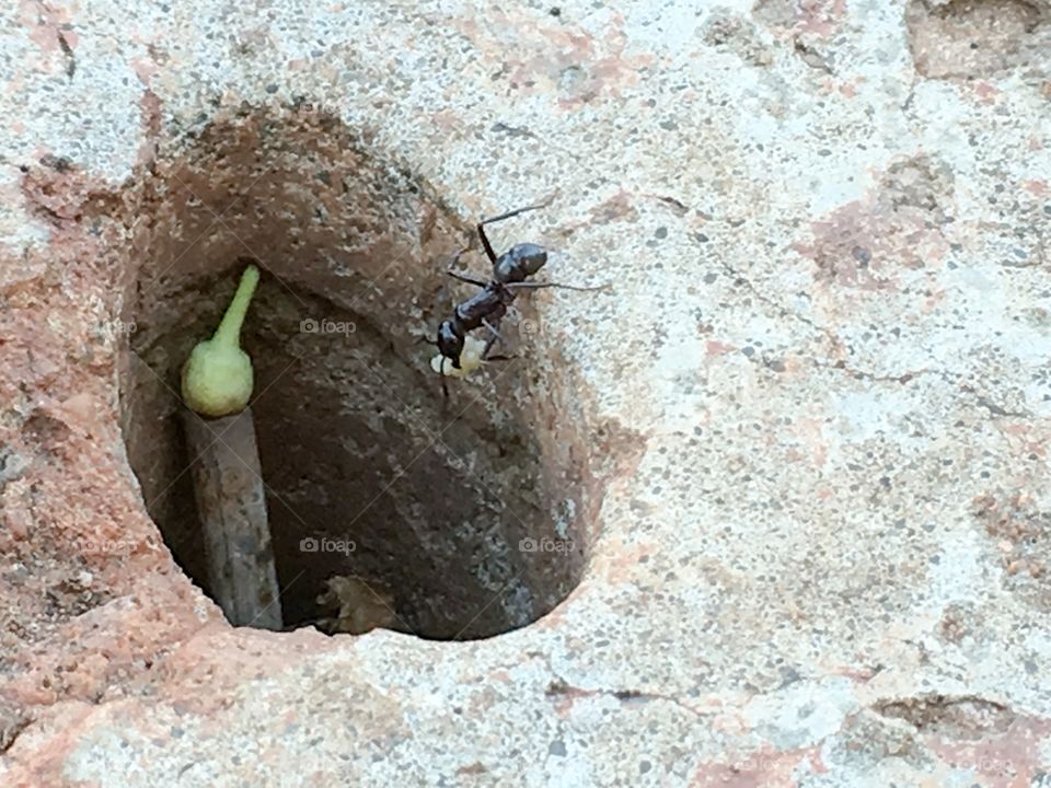 Working ant carrying food toward nest hole
