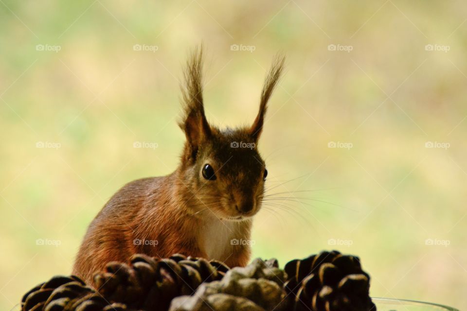 Closeup Squirrel 