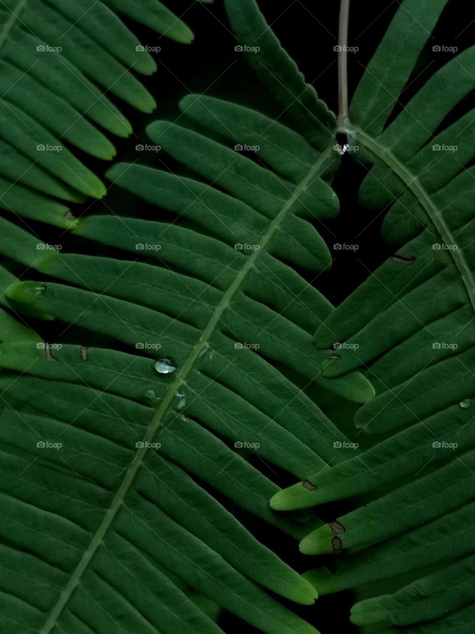 Raindrops on the leaf.