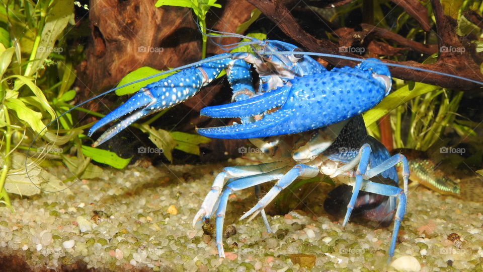 Procambarus alleni - blue crayfish