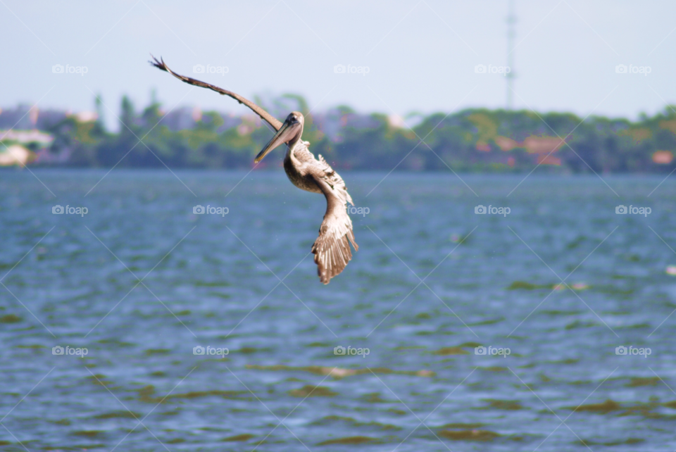 water flying bird flight by sher4492000