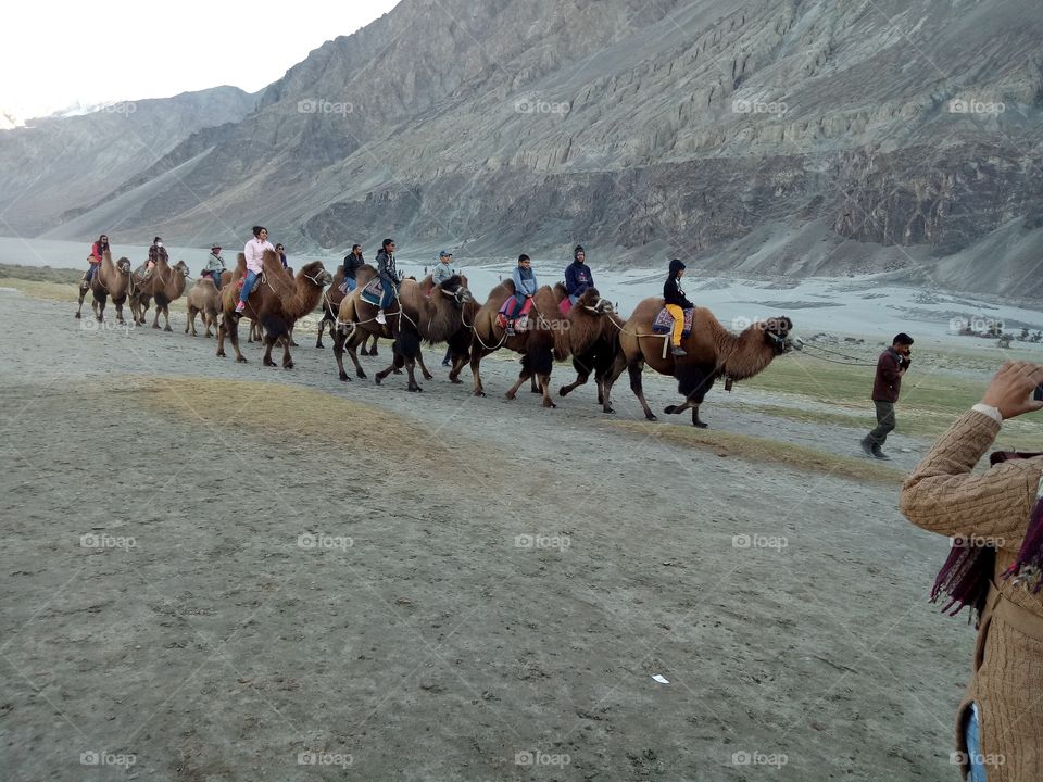 Double hump back Camels in Hunder Ladakh