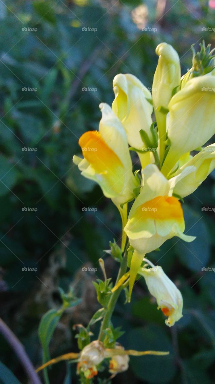 Nature, Flower, Flora, No Person, Leaf
