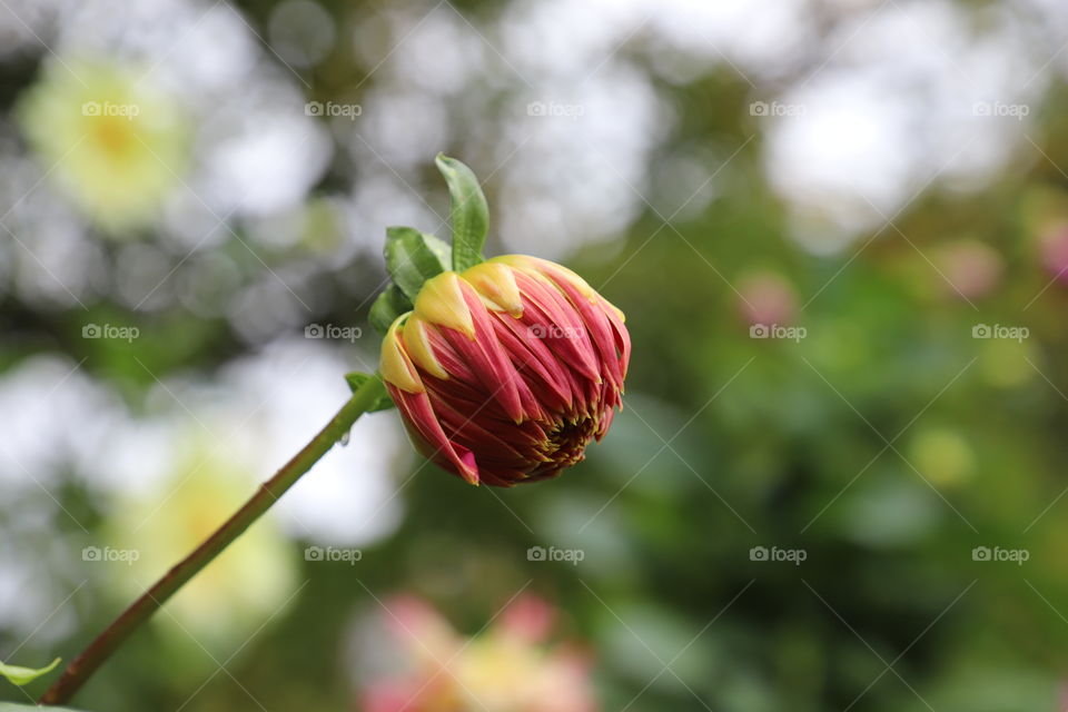 Flower closeup 