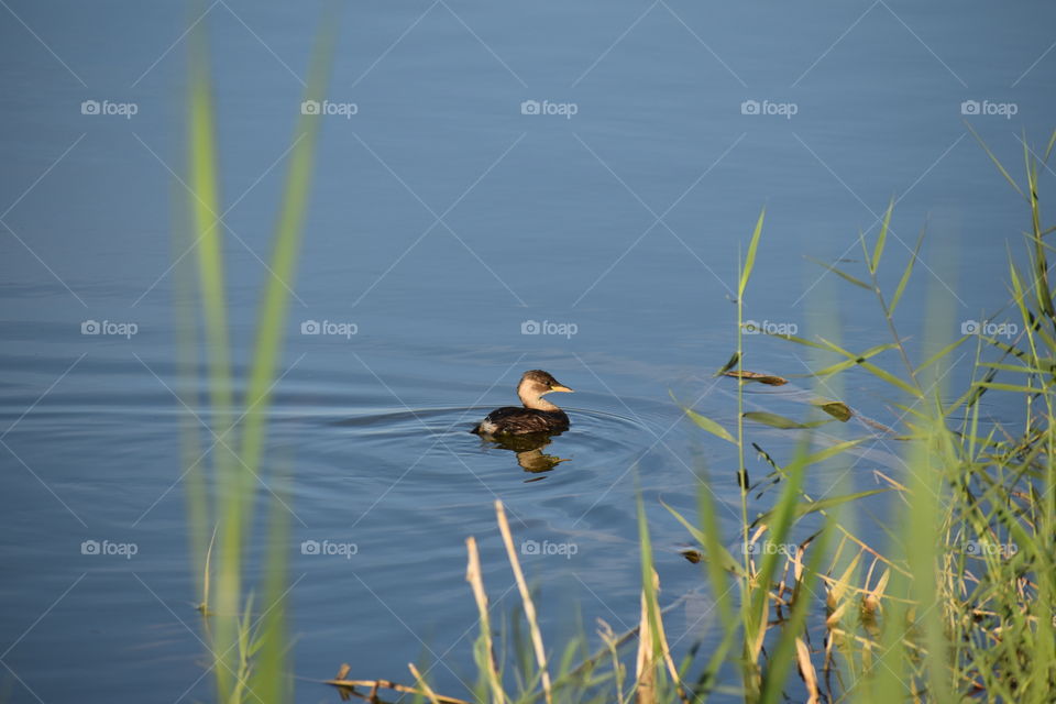 View of the little duck in the lake