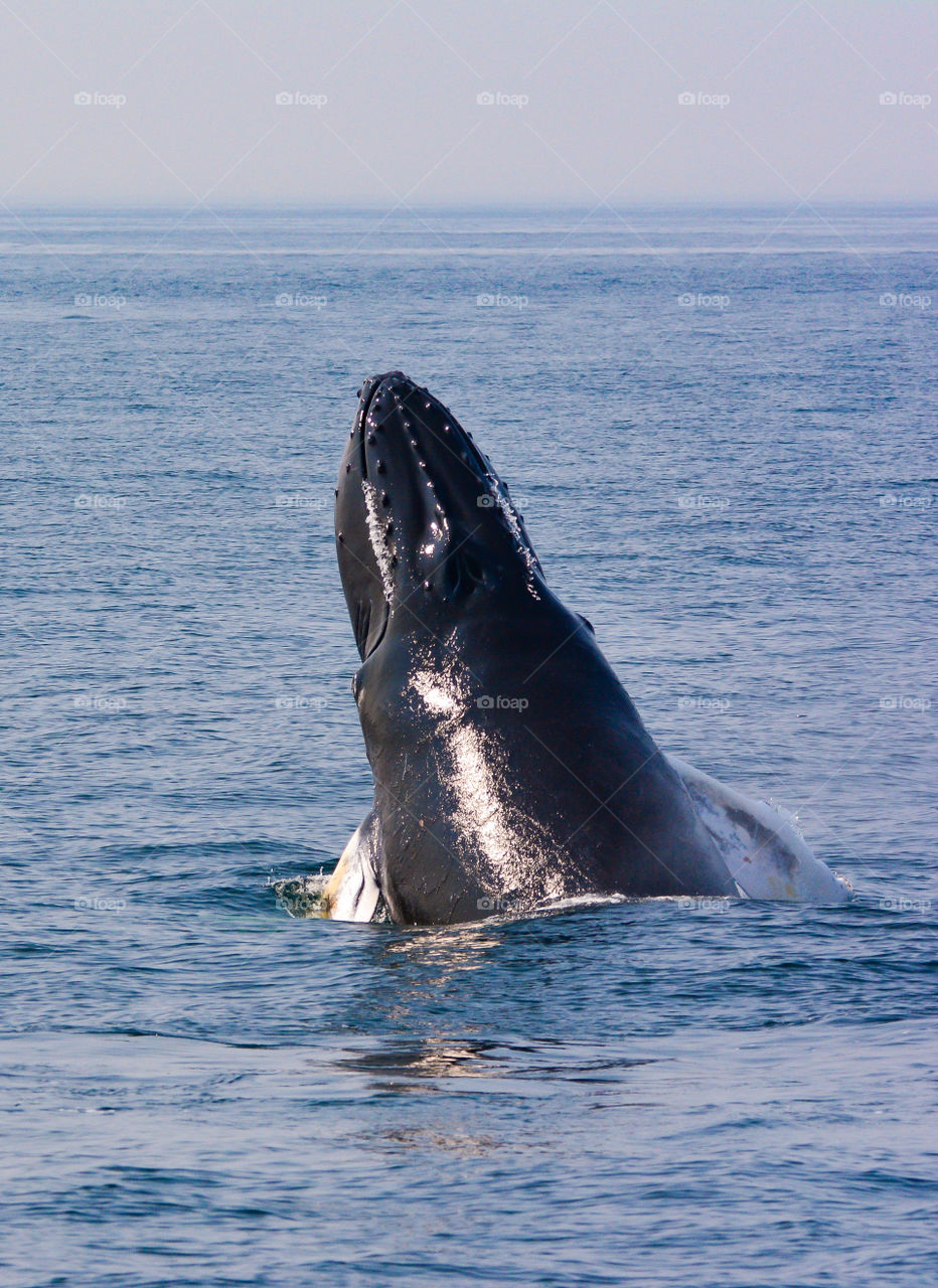 Humpback whale