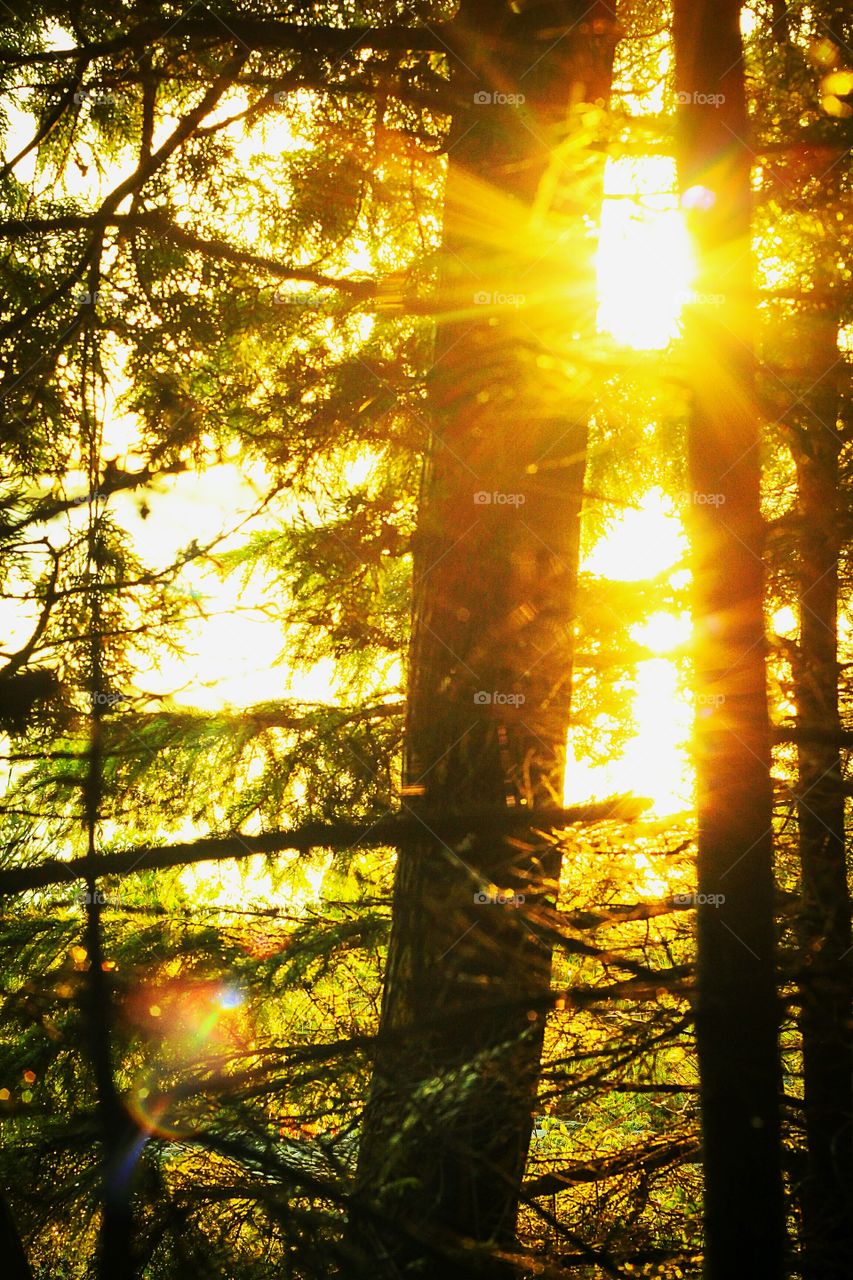 sunset lens flare with pine trees