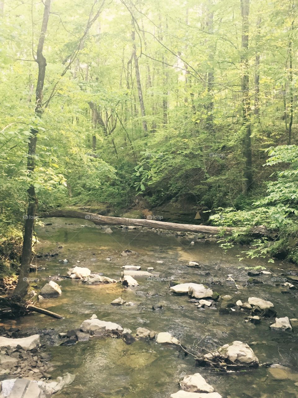 Southern water. Small creek in Alabama 