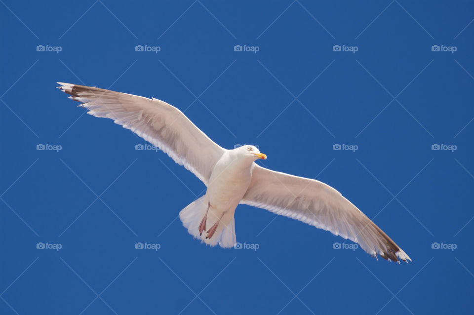 Bird flying in blue sky