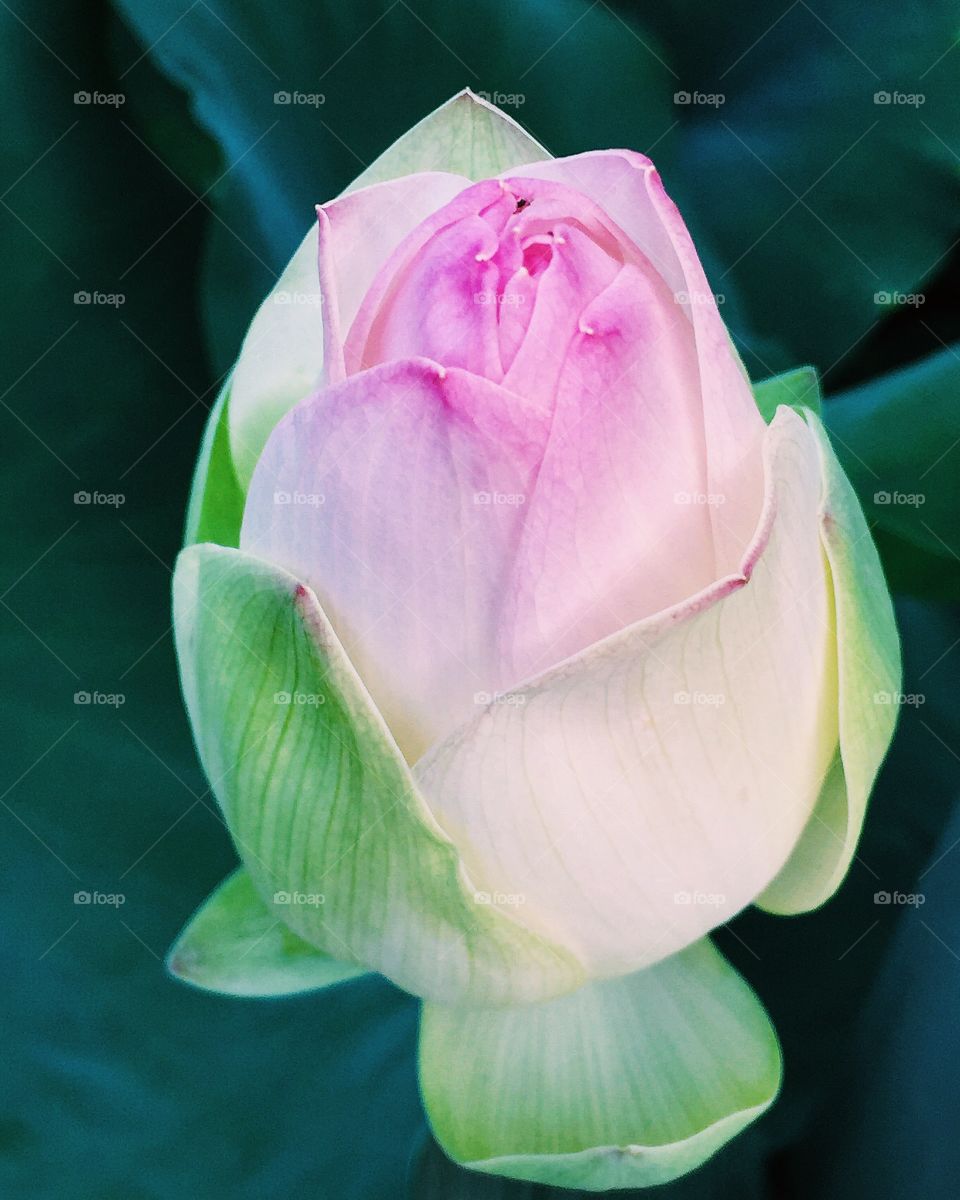 Waterlily Blossom