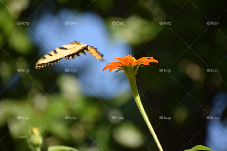 butterfly flying away