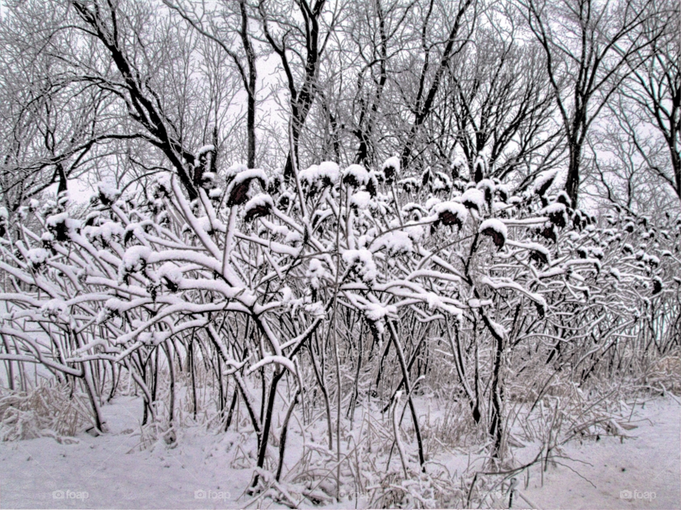 snow winter cold lonely by landon