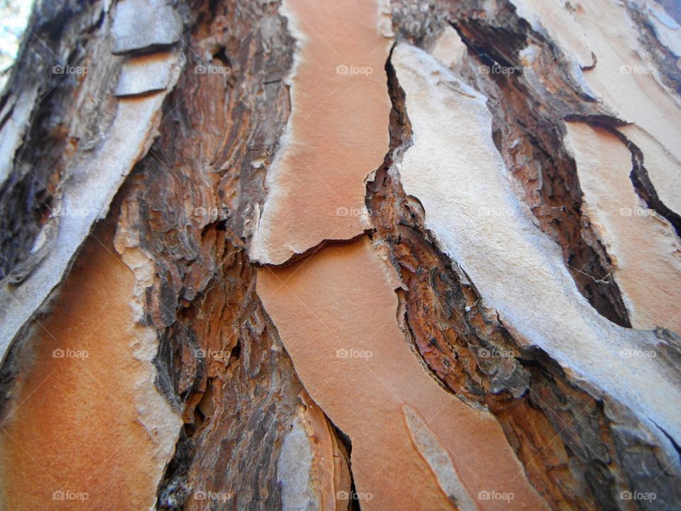 close up of pine tree bark