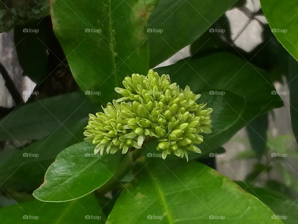 Flower buds