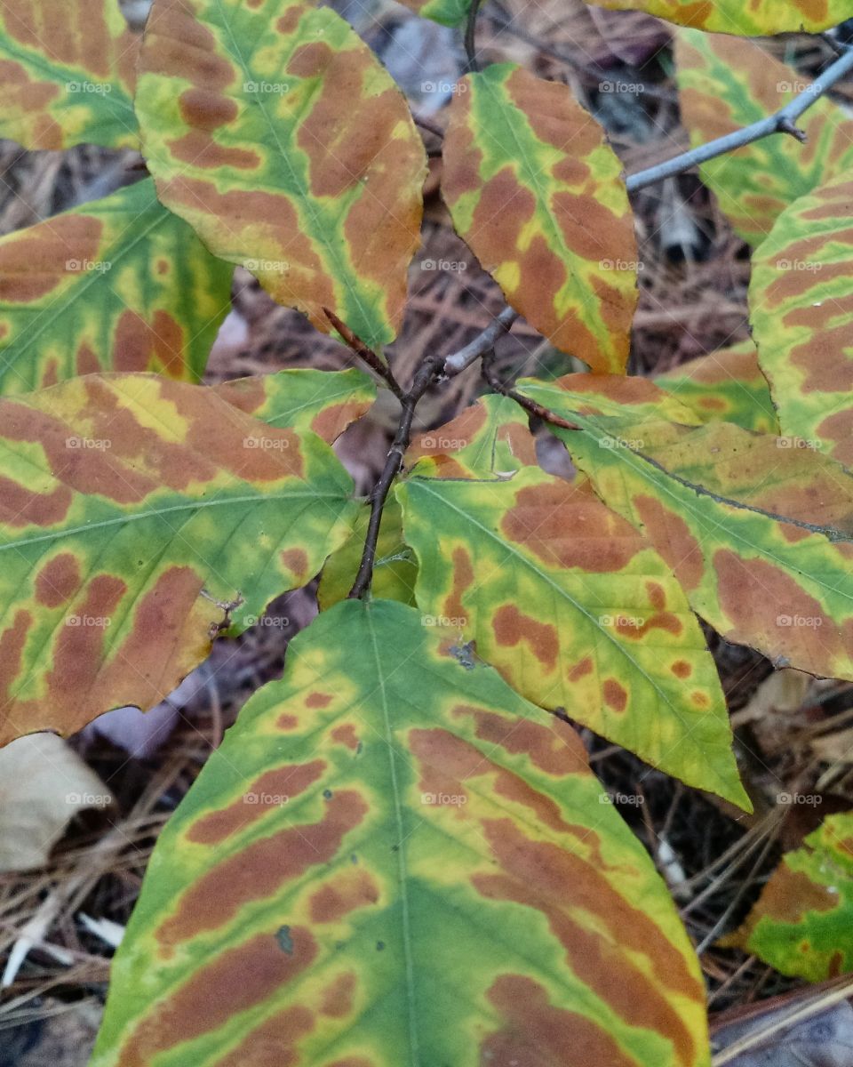 Fall Leaves