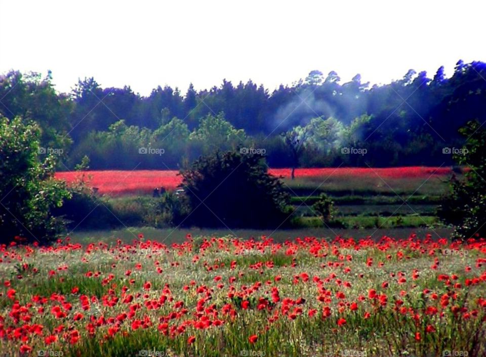 Field of poppies. A field of poppies in Gotland