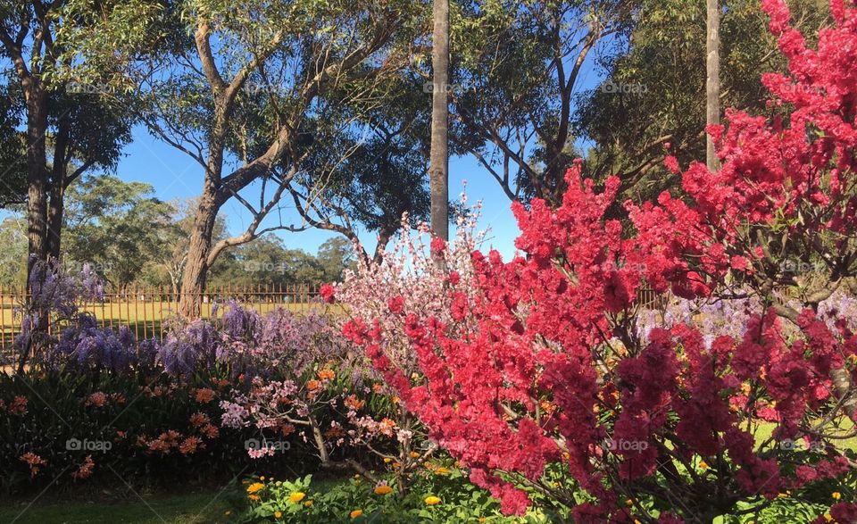 Tree, Flower, Garden, Nature, Flora