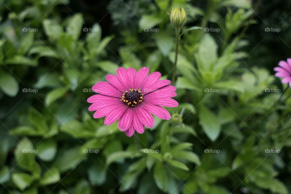 a pink flower with green leaves in the background
