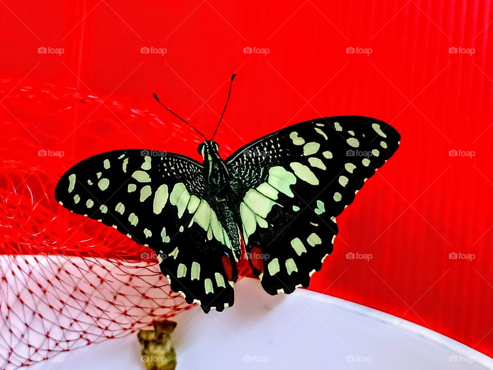 A just hatched Common Lime Butterfly (Papilio Demoleus) on the net.An open wing butterfly rest on the net.