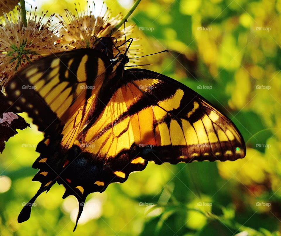 Butterfly in sunlight