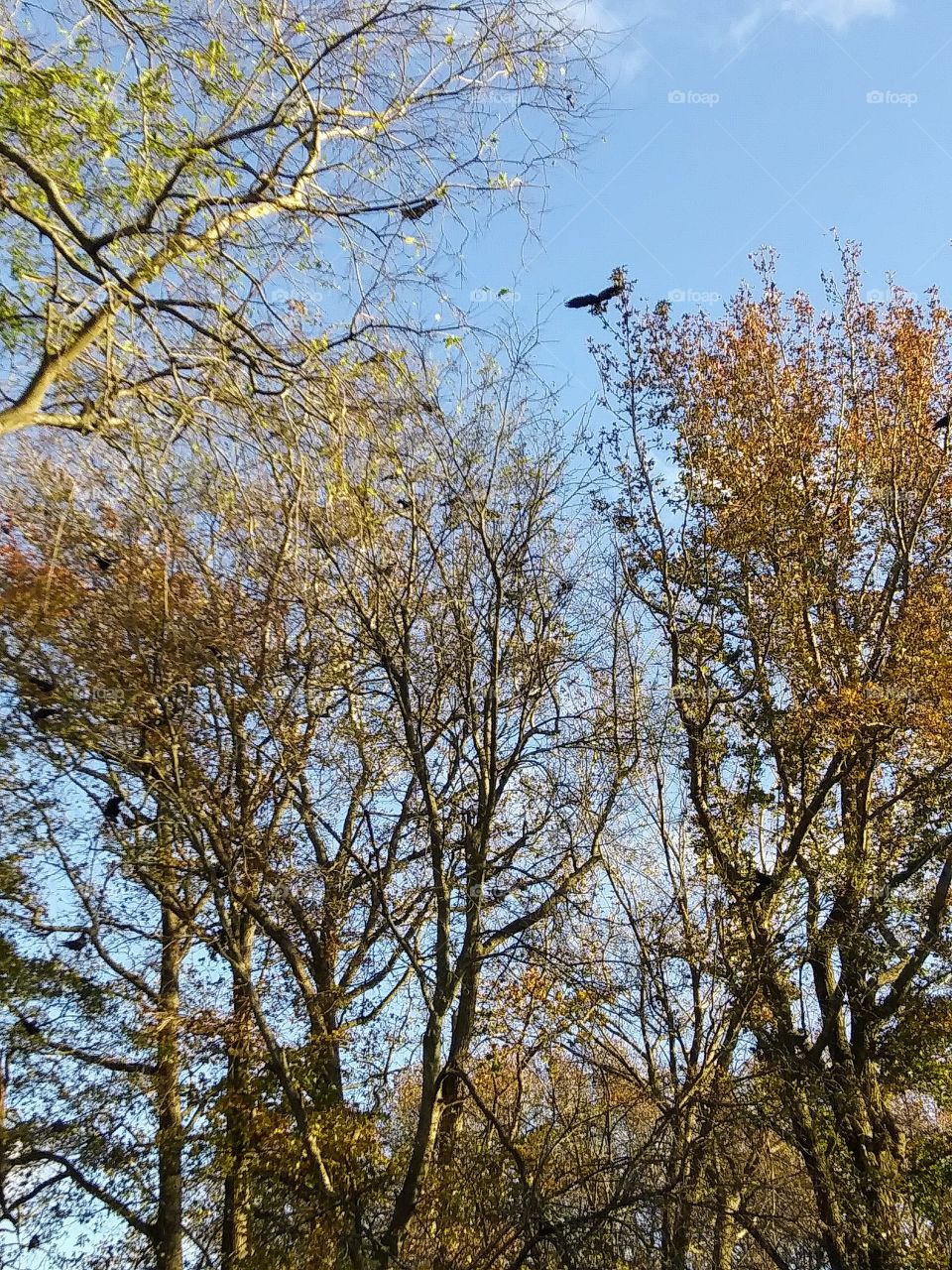 crows flying through trees