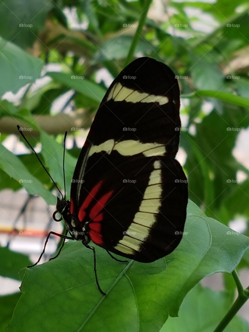 Colorful butterfly seatig on  the leaf