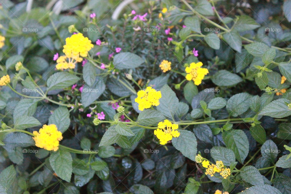 beautiful yellow Lantana flowers in Costa Rica.