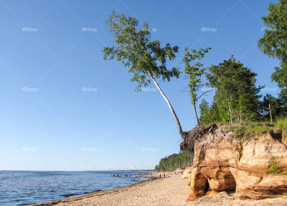 lonely tree on the seashore