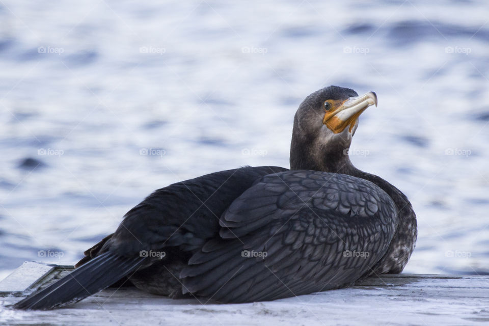 Bird lying down resting by the lake - cormorant  - storskarv