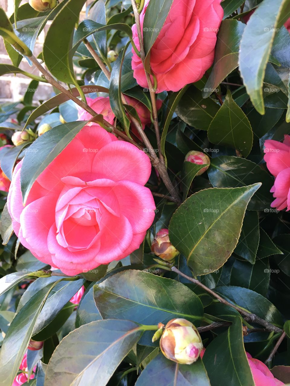 February flower 💗