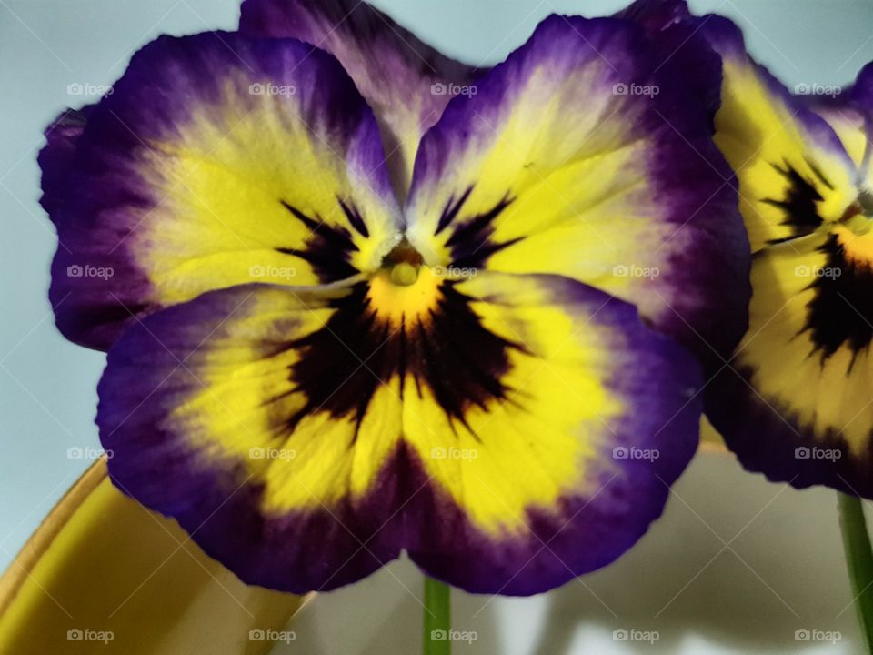 Flower, Nature, Pansy, No Person, Floral